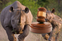Wildlife Crime: Following the money to combat a regional scourge. Image: UNODC