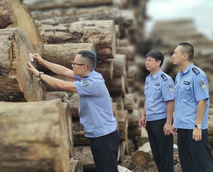 Officers from the Anti-Smuggling Bureau of Huangpu Customs (China) identifying confiscated rosewood