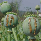 Myanmar opium poppy survey 2010