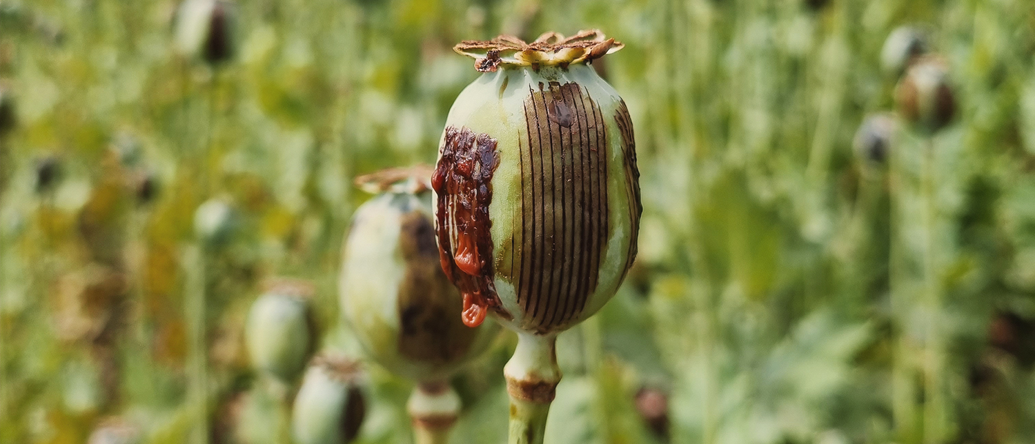 opium poppy seeds